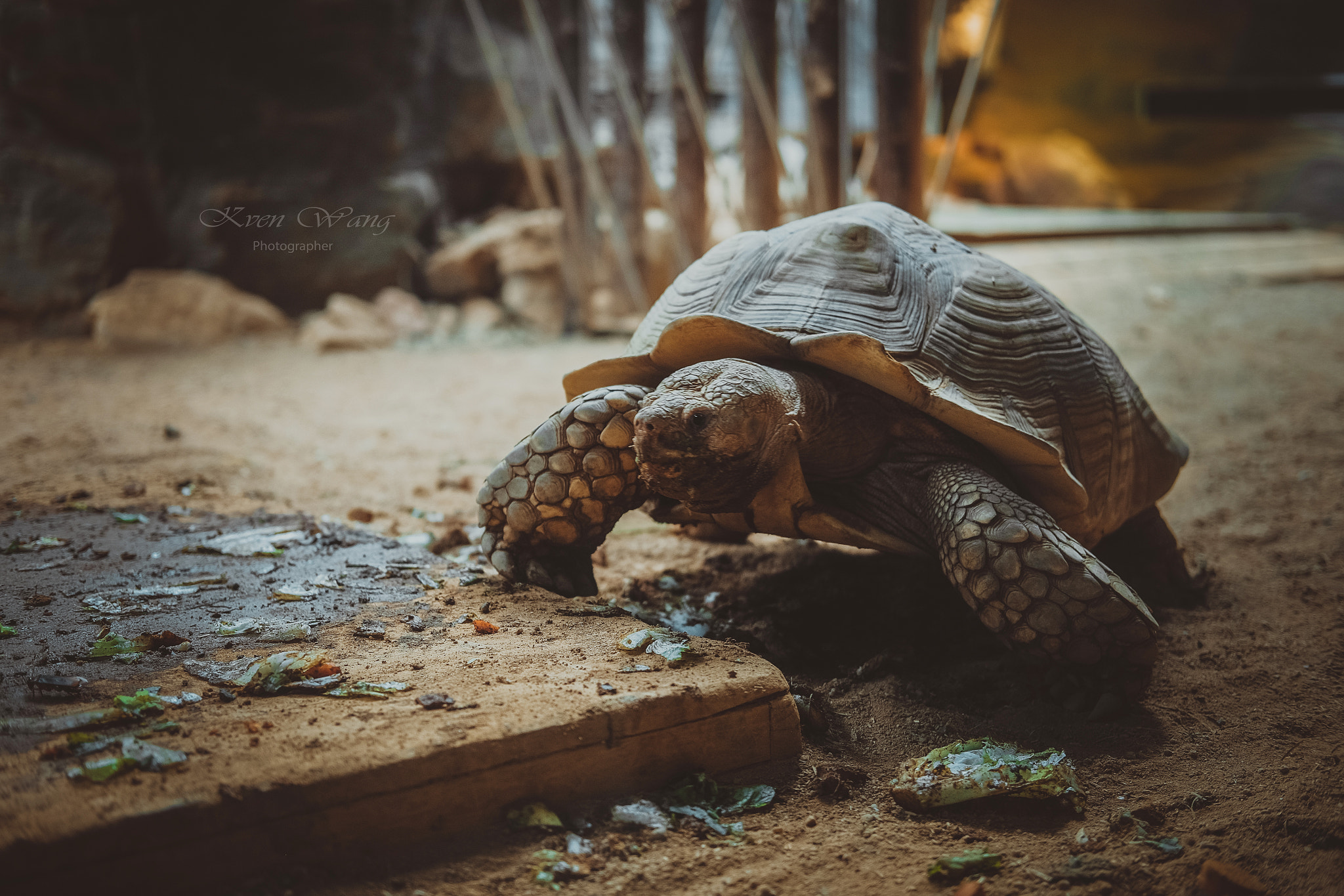 Fujifilm X-T10 + Fujifilm XF 35mm F2 R WR sample photo. Tortoise photography