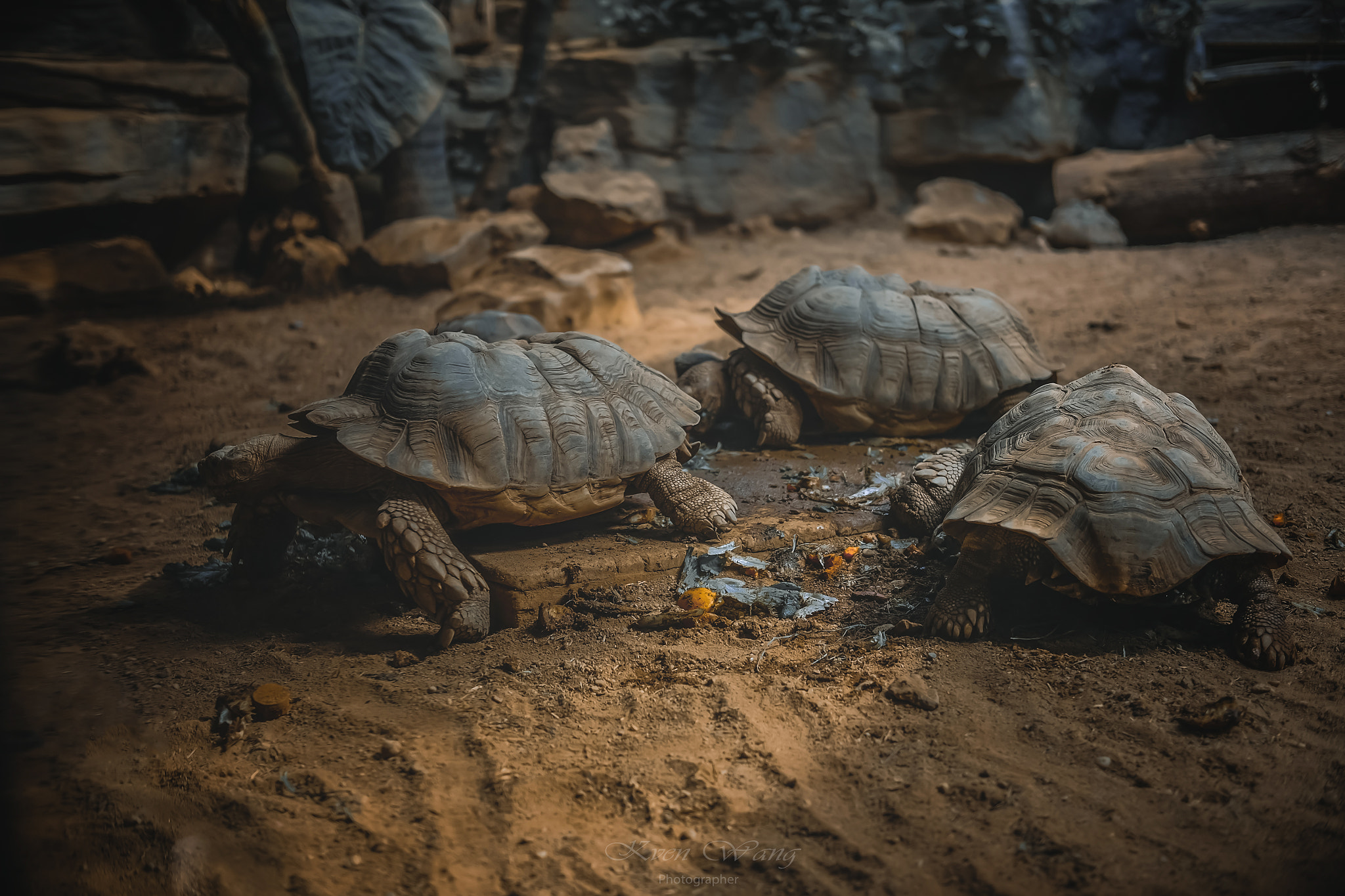 Fujifilm X-T10 + Fujifilm XF 35mm F2 R WR sample photo. Tortoise photography