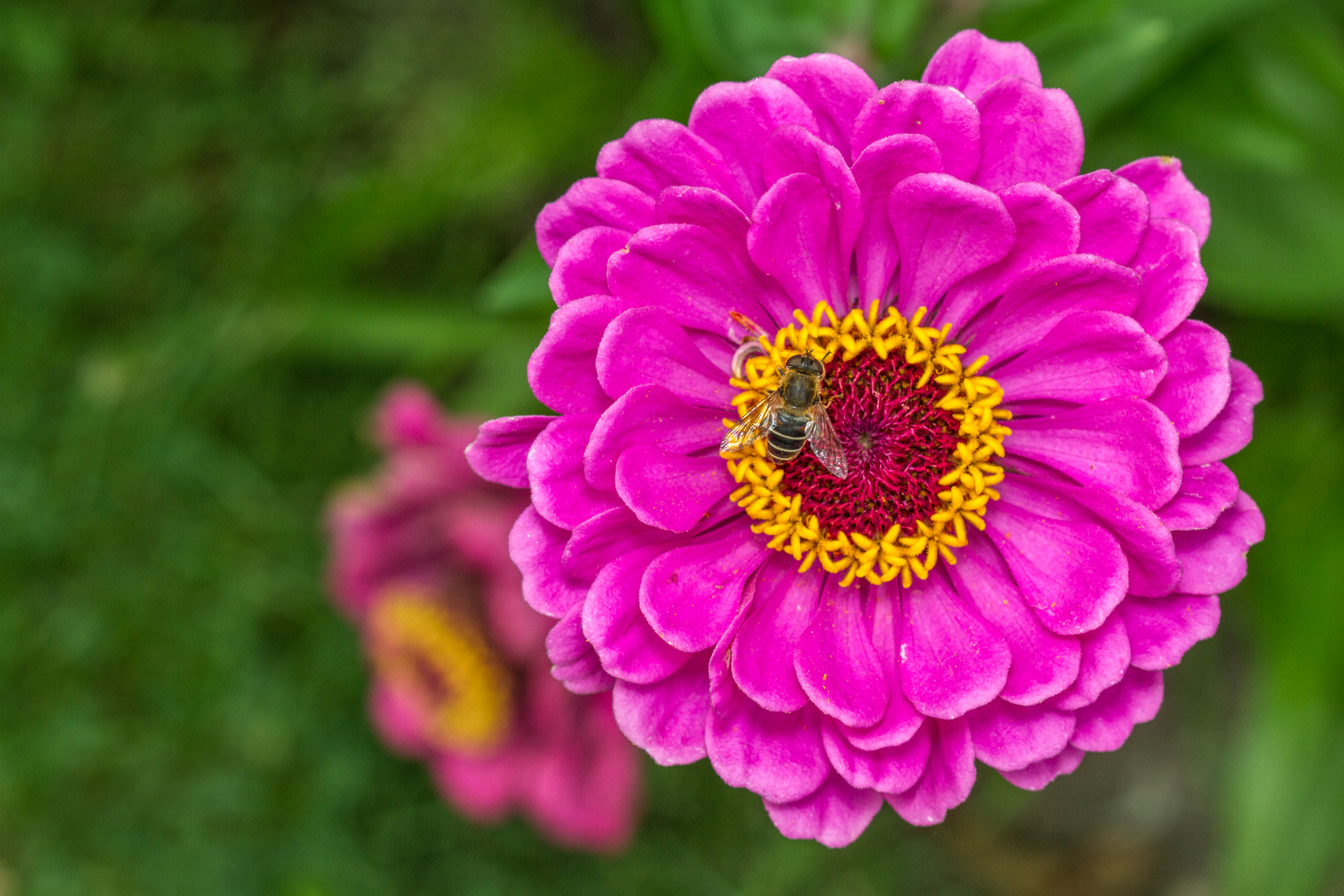Canon EF 100mm F2.8 Macro USM sample photo. Ersistalis nemorum photography