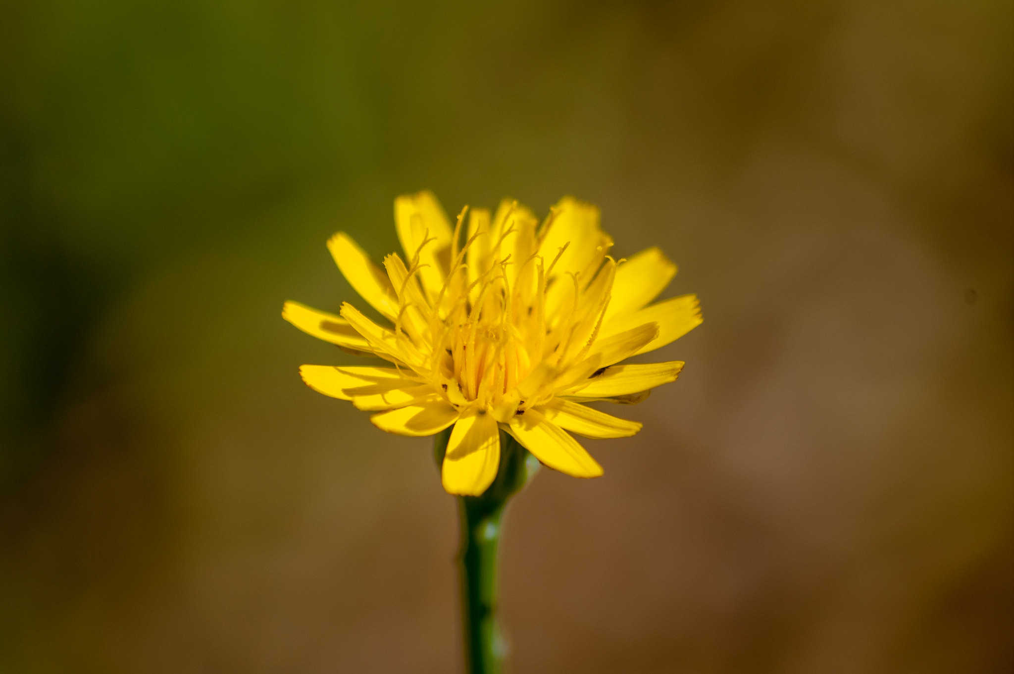 Pentax K-7 + Sigma sample photo. Flower photography