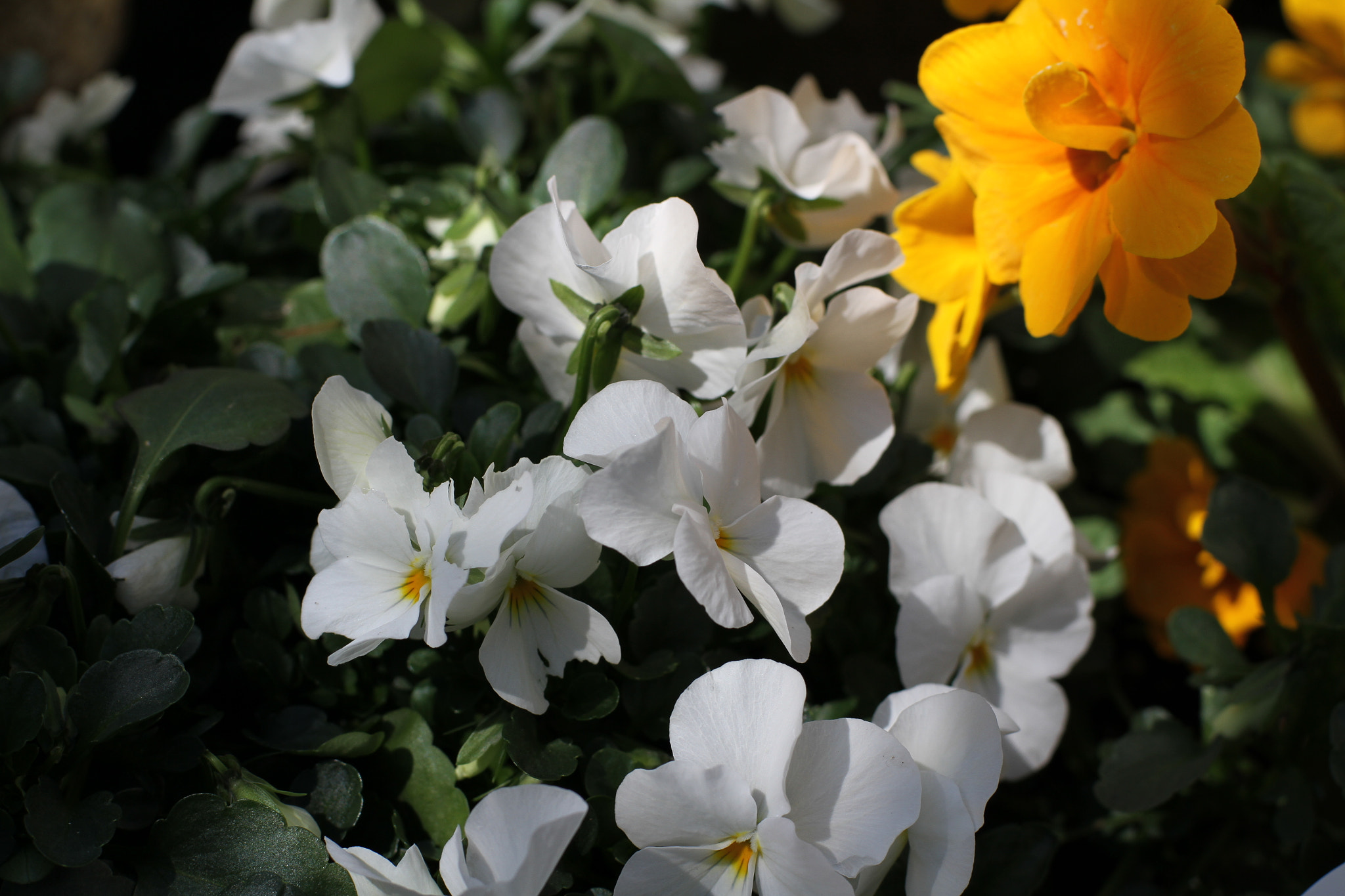 Canon EOS 7D + ZEISS Planar T* 50mm F1.4 sample photo. Viola and primrose photography