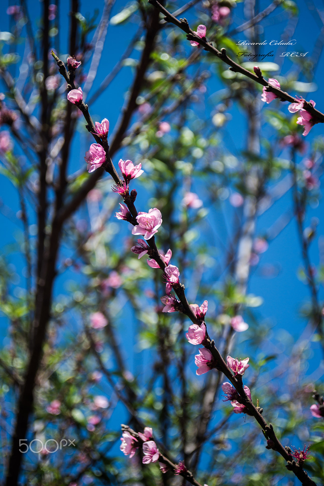AF Zoom-Nikkor 28-80mm f/3.3-5.6G sample photo. Flor de durazno photography
