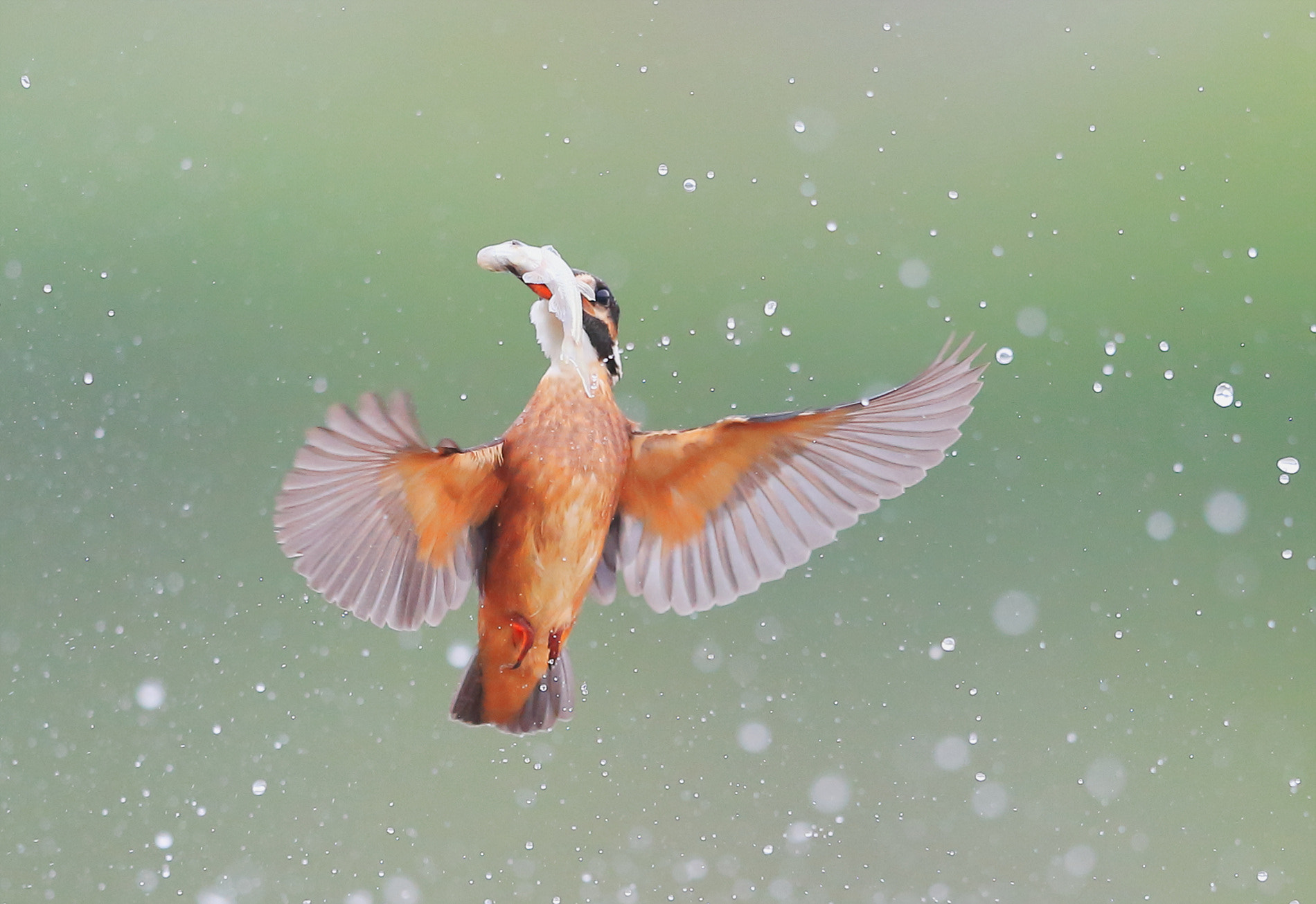 Canon EF 400mm F2.8L IS II USM sample photo. Kingfisher photography