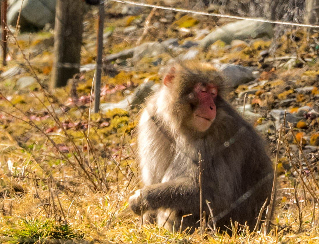 Olympus OM-D E-M1 sample photo. Sunbathing photography