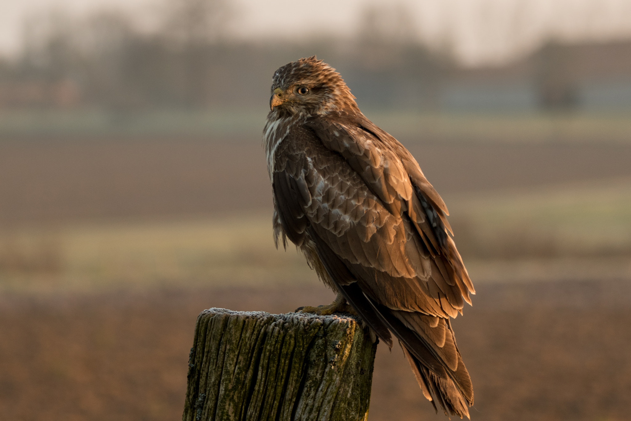 Sigma 120-400mm F4.5-5.6 DG OS HSM sample photo. Buizerd photography