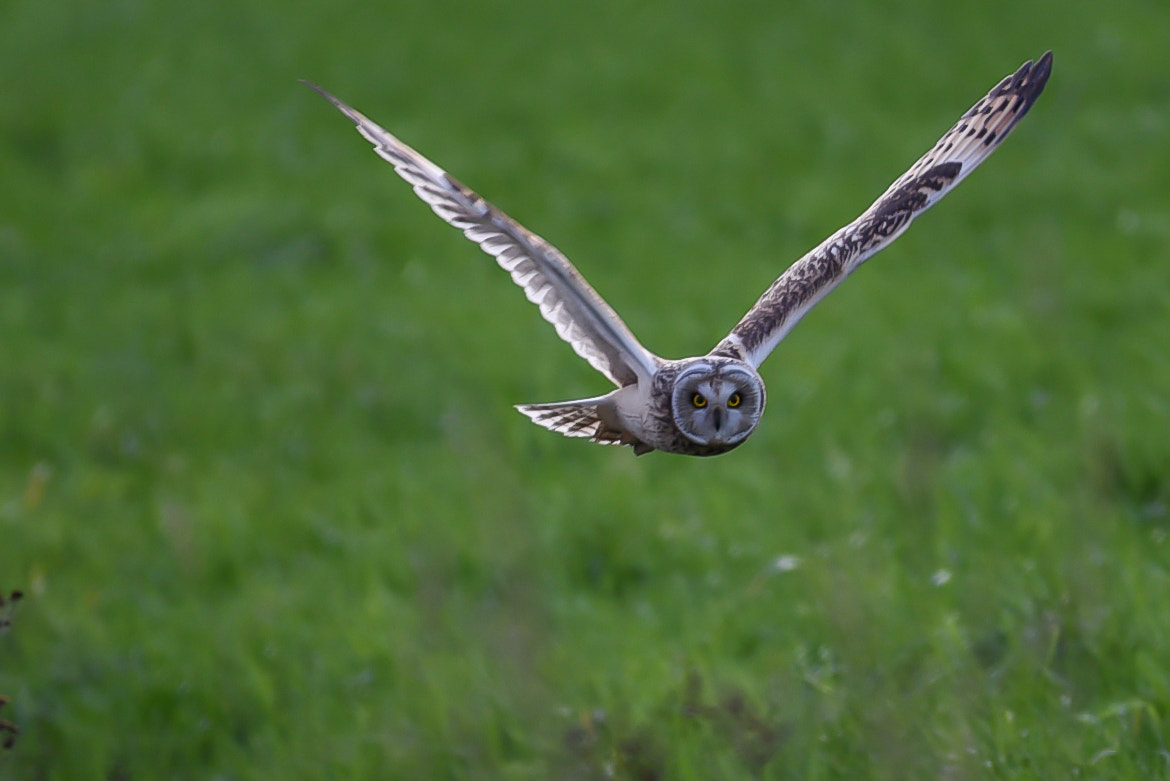 Sigma 120-400mm F4.5-5.6 DG OS HSM sample photo. Velduil photography