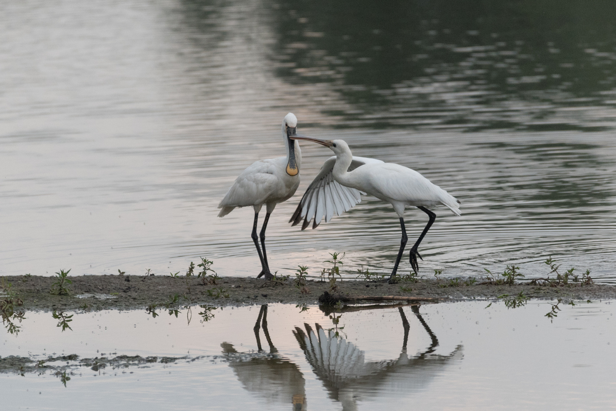 Sigma 120-400mm F4.5-5.6 DG OS HSM sample photo. Lepelaars photography