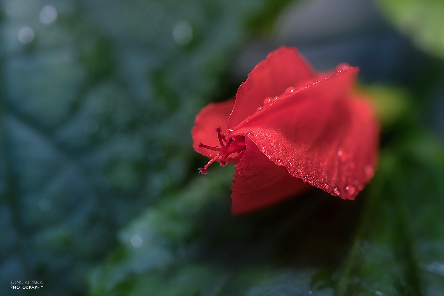 Pentax K-1 sample photo. Red shy flower fairy-1 photography