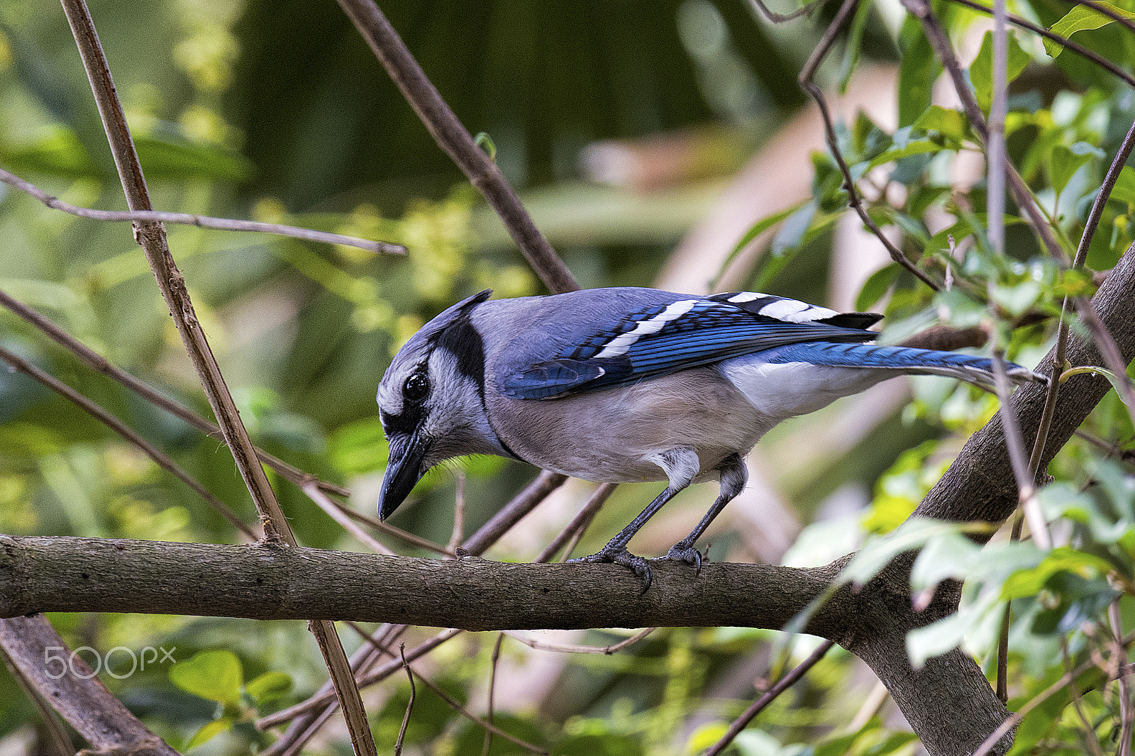 Nikon D810 sample photo. Blue jay photography