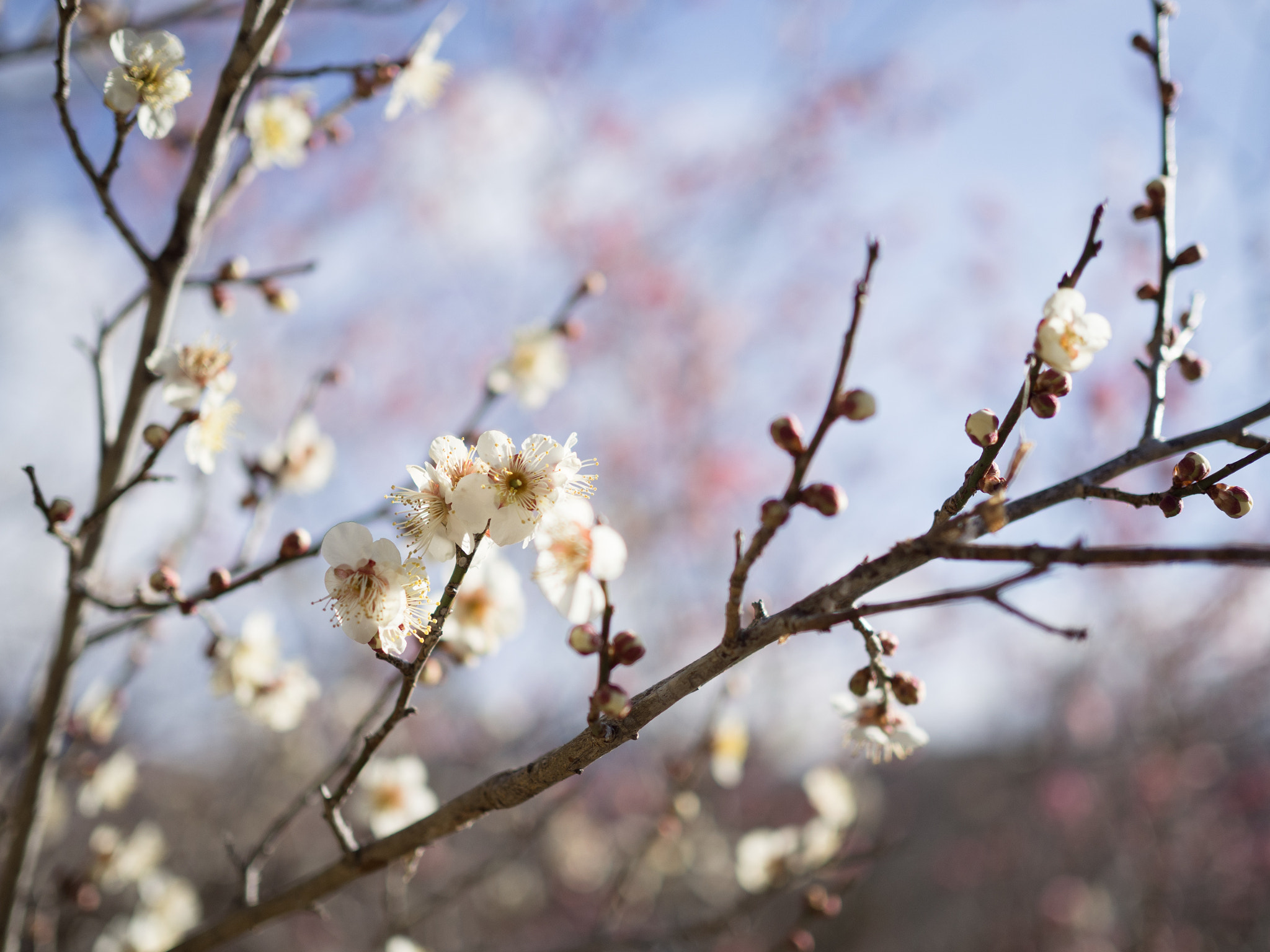 Olympus OM-D E-M10 II sample photo. 梅の花 | plum blossom photography