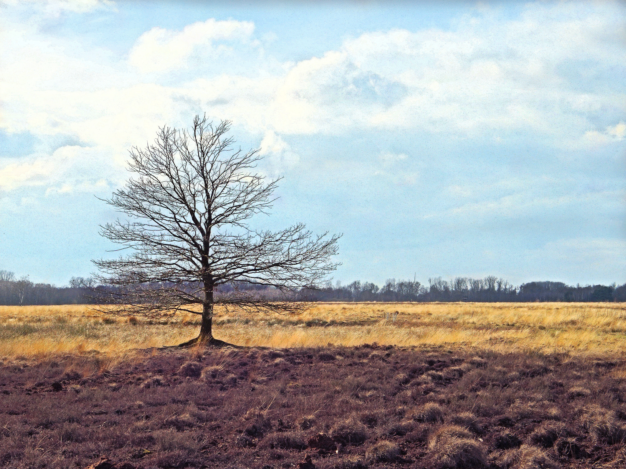 Sony a7 II + 35-70mm F4 sample photo. Einsamer baum photography