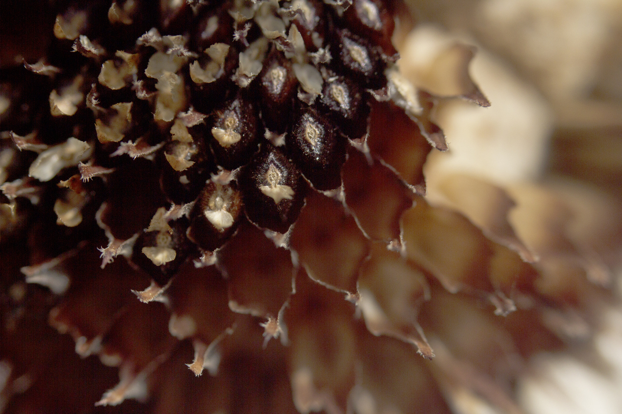 Canon EF 35-80mm f/4-5.6 sample photo. Deahhead 13 photography