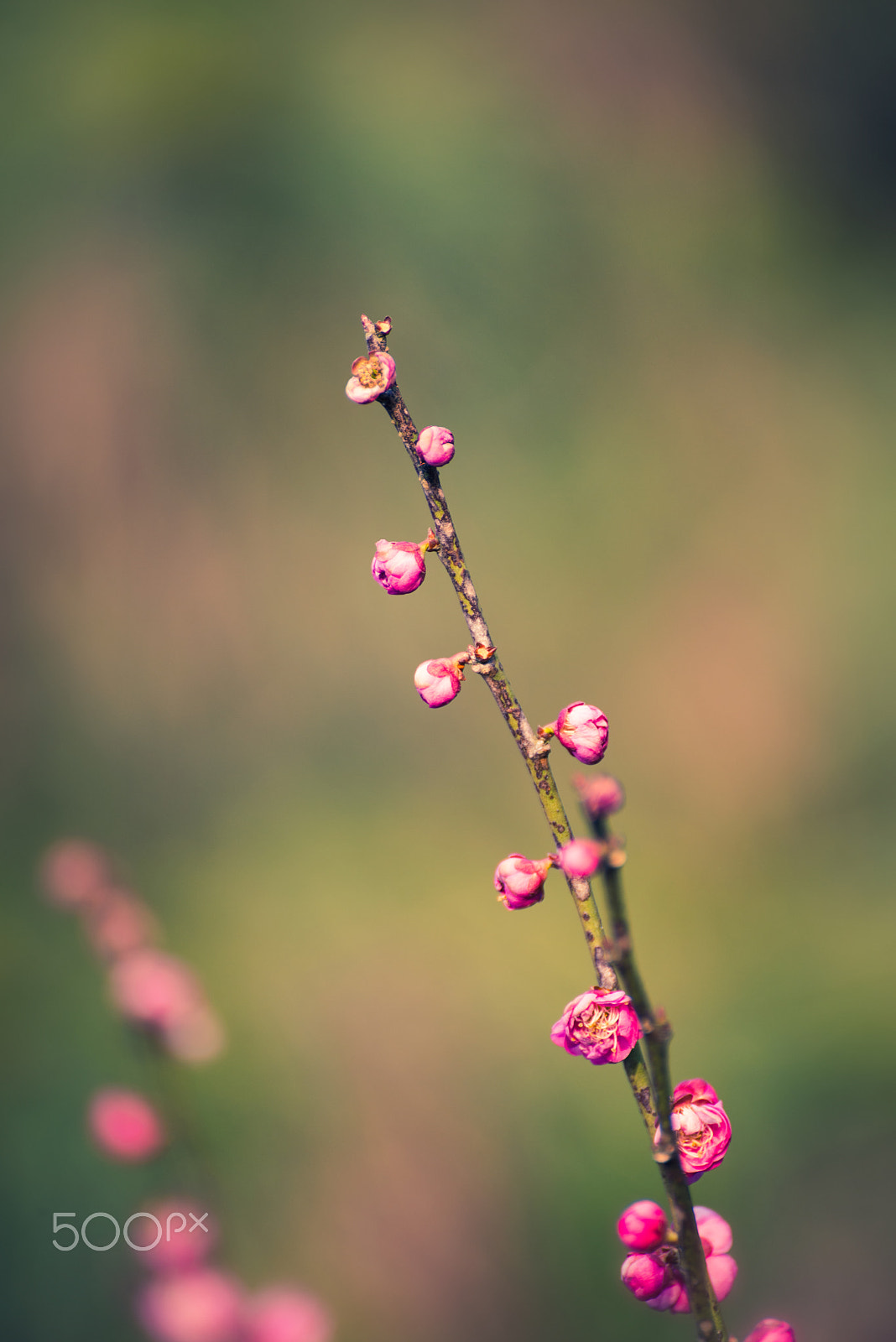 Nikon D800 + Tamron SP 70-300mm F4-5.6 Di VC USD sample photo. Plum blossoms bud in spring photography
