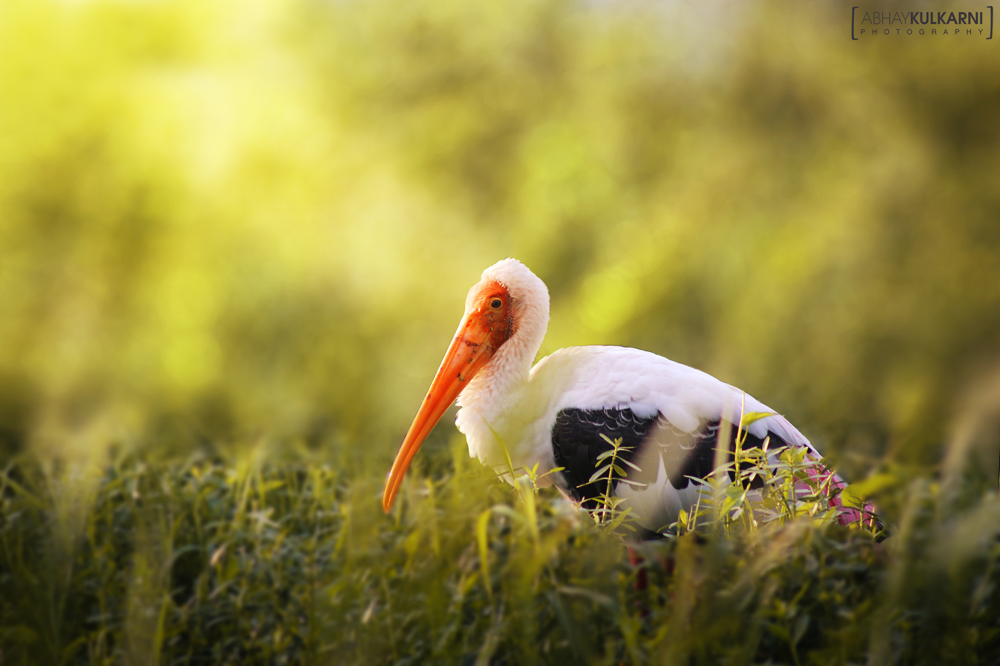 Canon EOS 600D (Rebel EOS T3i / EOS Kiss X5) sample photo. Painted stork photography