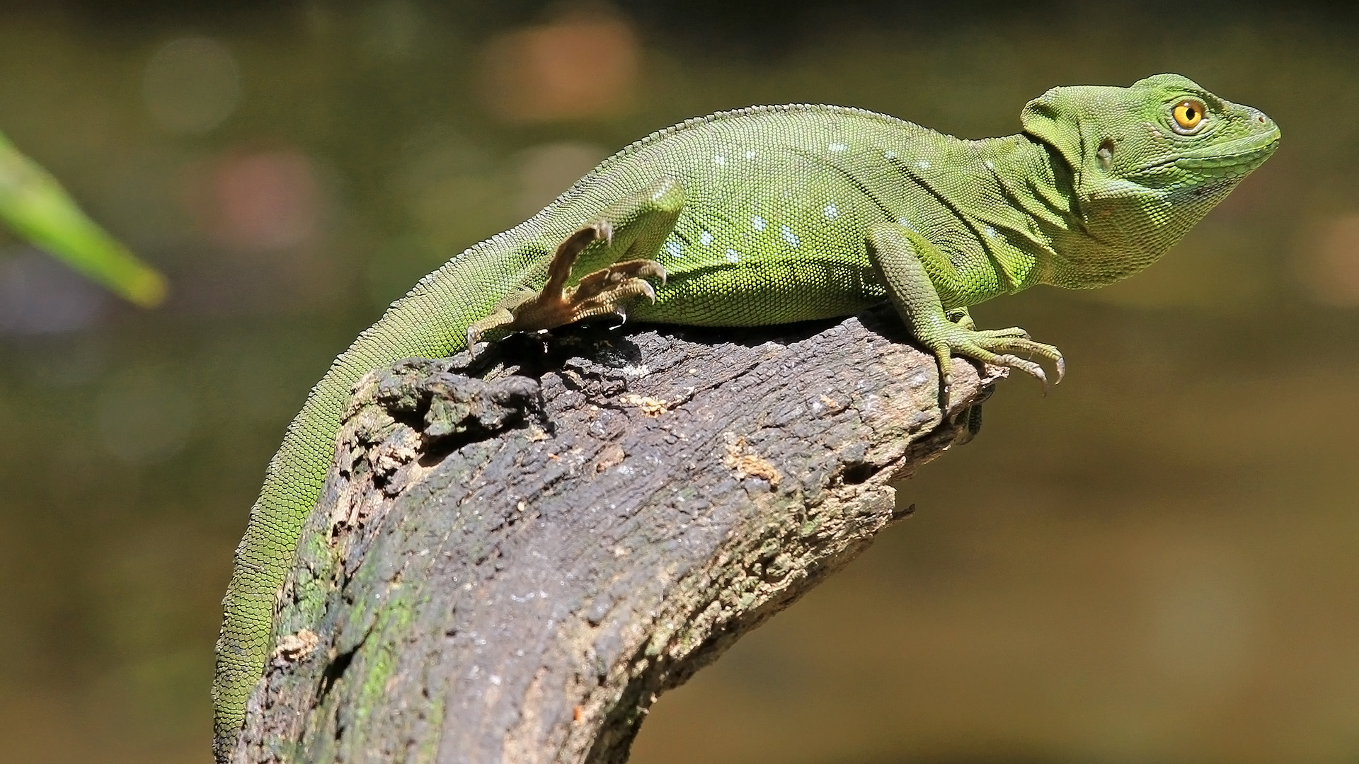 Canon EOS 60D + Canon EF 70-200mm F4L IS USM sample photo. Double-crested basilisk (female) / basilisco de doble cresta (hembra) photography