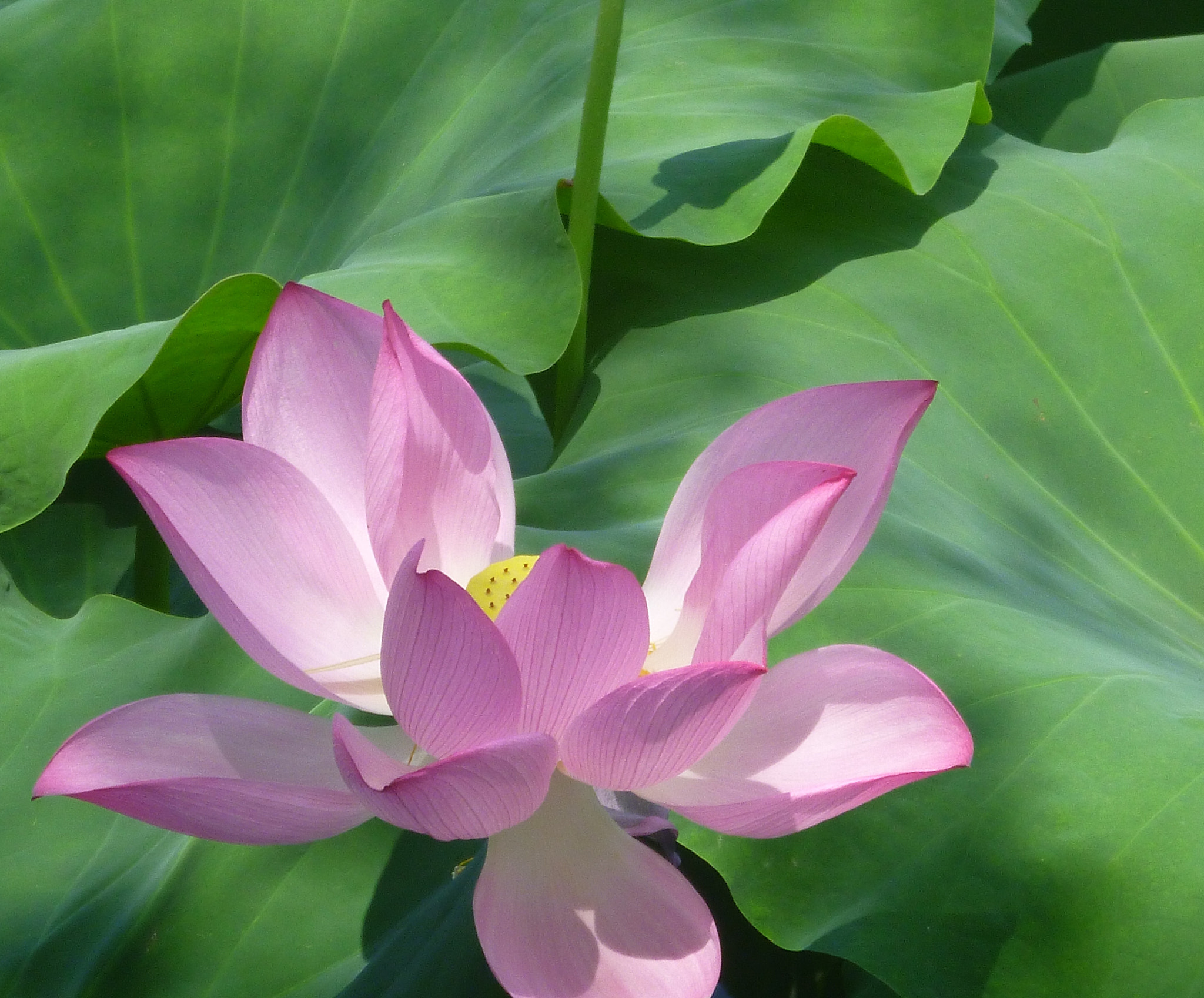 Panasonic DMC-TS20 sample photo. A simple and beautiful waterlily photography