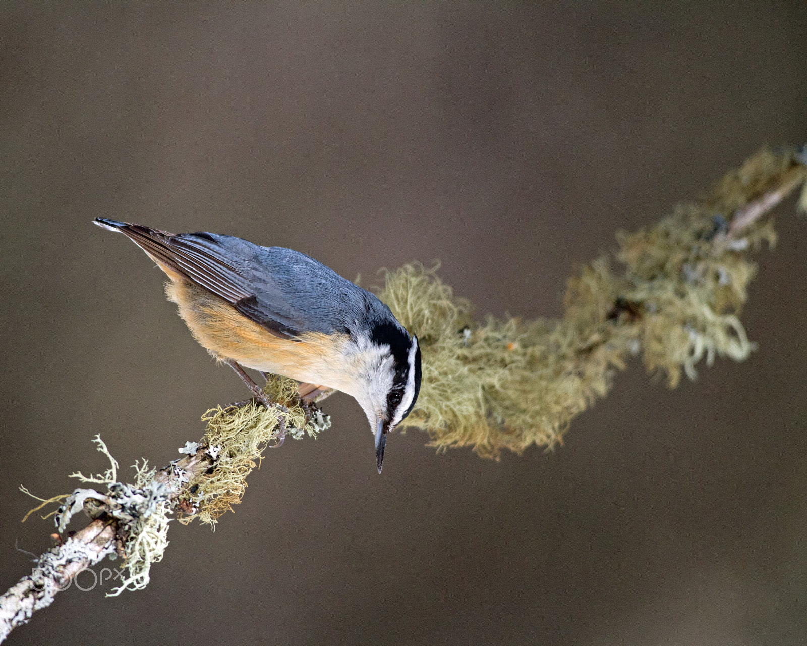 Canon EOS 7D + Canon EF 300mm F4L IS USM sample photo. Red-breasted nuthatch photography