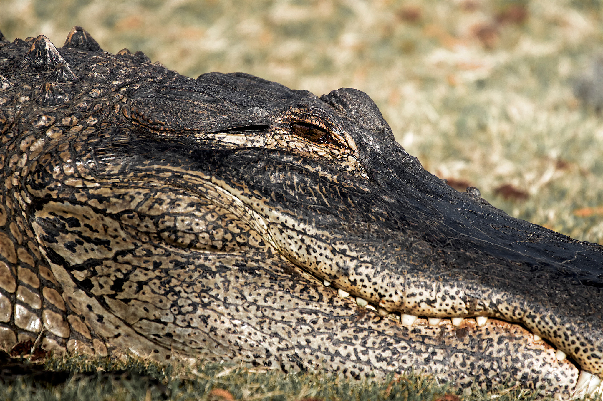 Canon EF 70-300mm F4-5.6L IS USM sample photo. The look photography