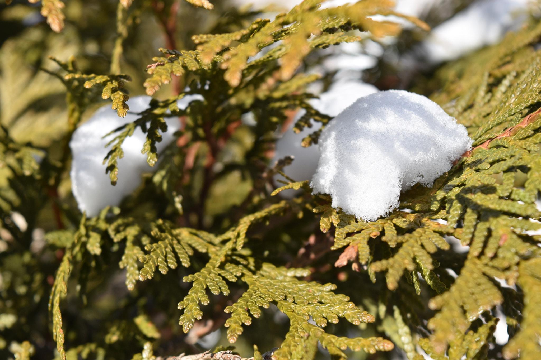 Nikon D7200 sample photo. Snow on red cedar photography