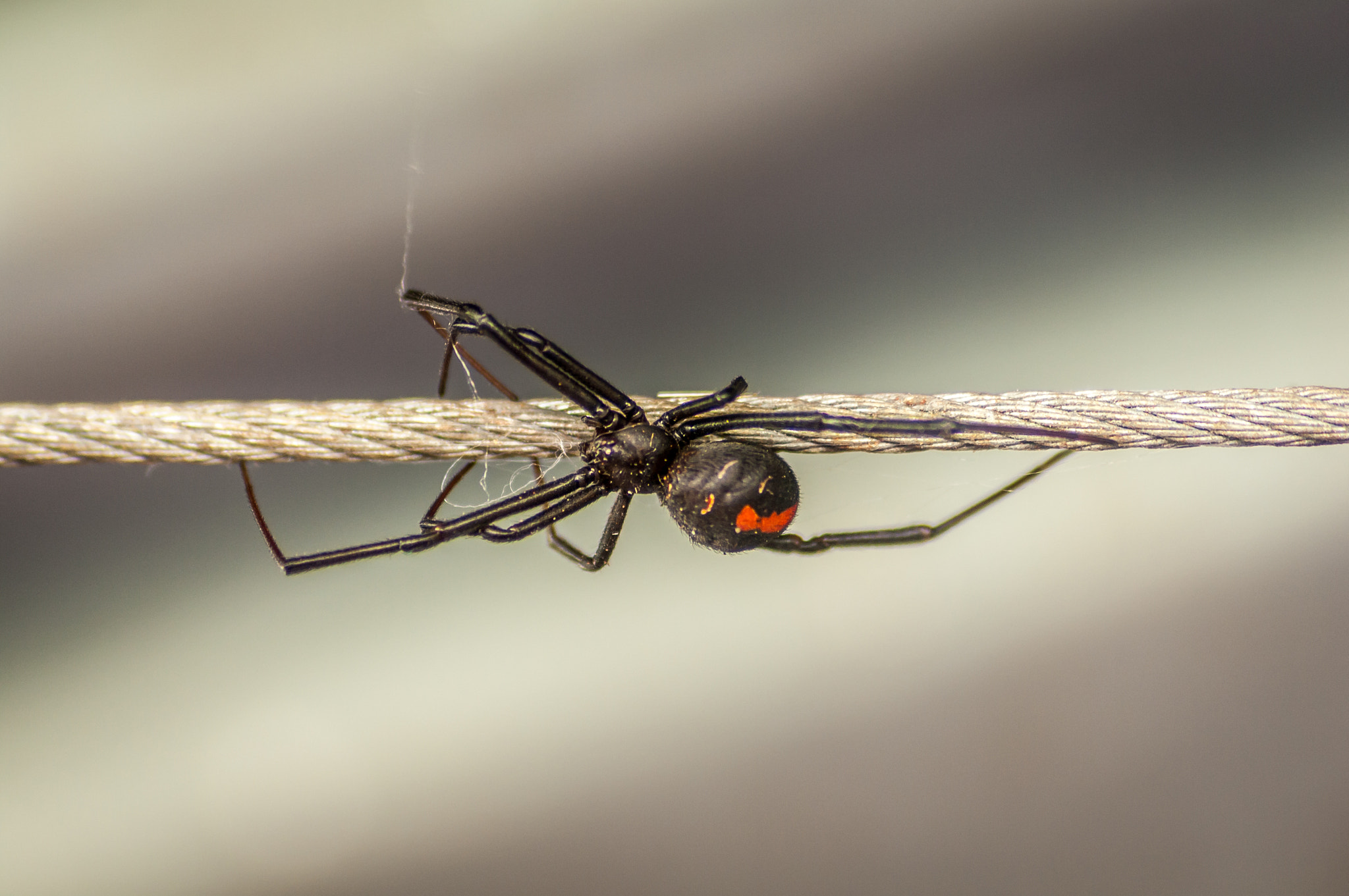 Pentax K-7 sample photo. Redback spider photography