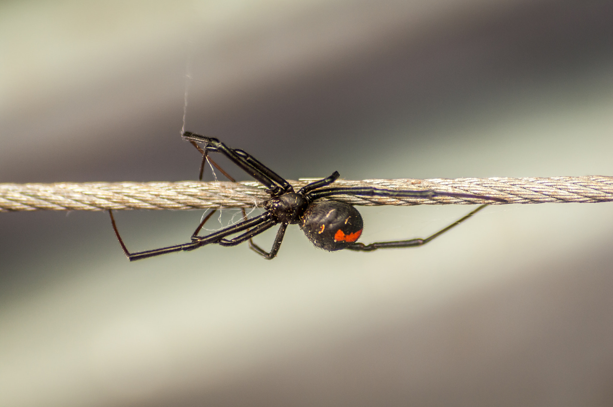 Pentax K-7 + Sigma sample photo. Redback spider photography