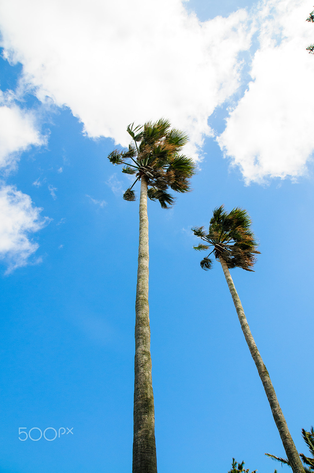 Nikon D300 sample photo. Sky & tree photography