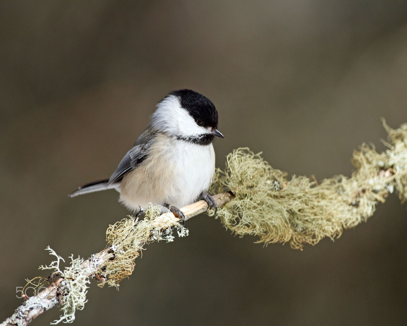 Canon EOS 7D + Canon EF 300mm F4L IS USM sample photo. Chickadee photography