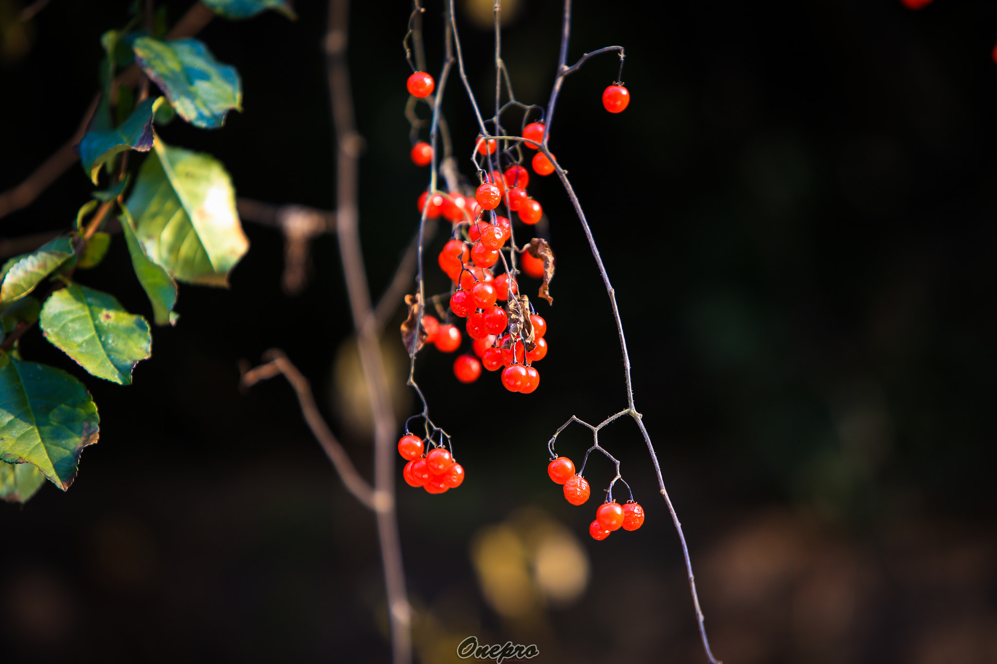 Canon EF 70-200mm F2.8L IS USM sample photo. Onepro - 빨간 방울 (red bell) photography