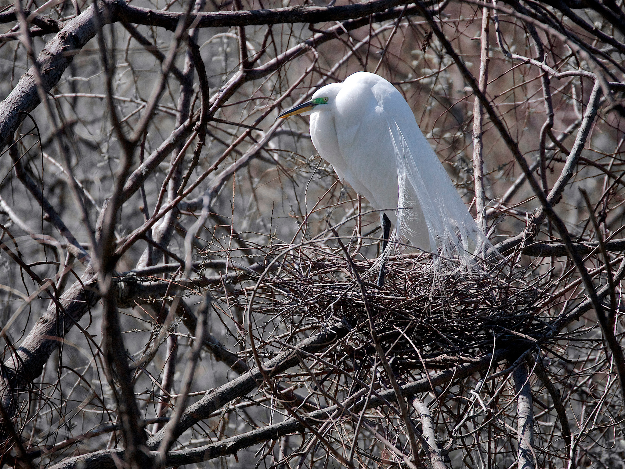 Canon EF 70-300mm F4-5.6L IS USM sample photo. Nesting - great white egret photography