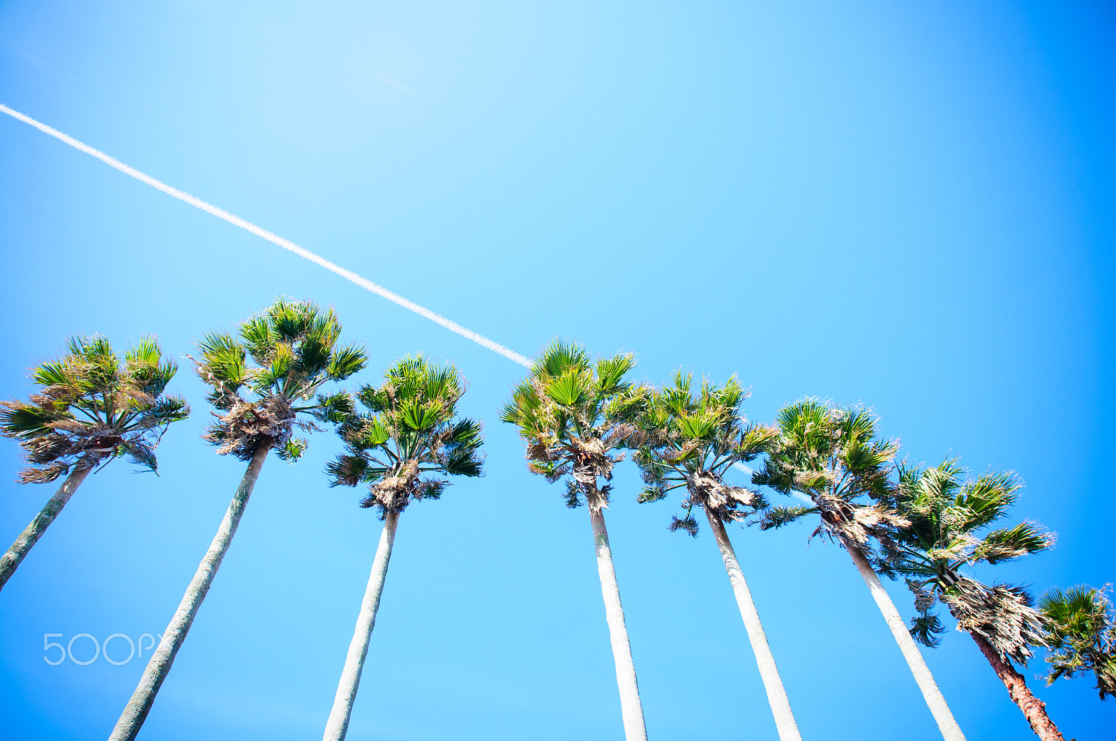 Nikon D300 sample photo. Sky & trees photography
