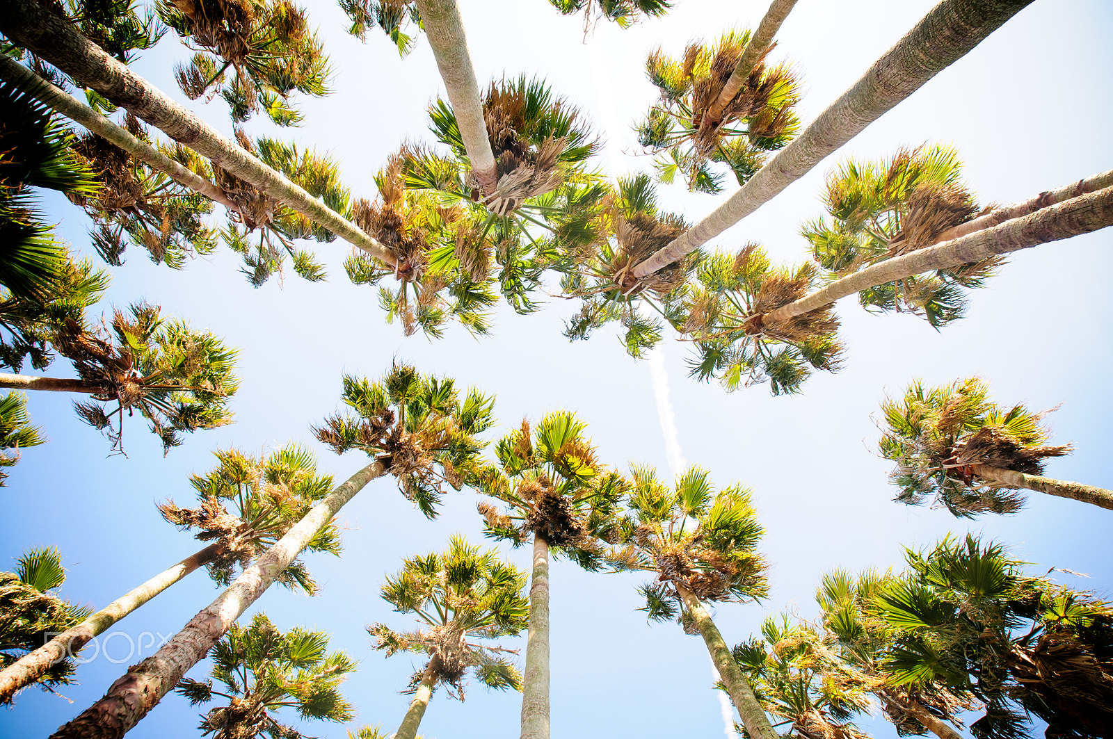 Nikon D300 sample photo. Trees hair photography