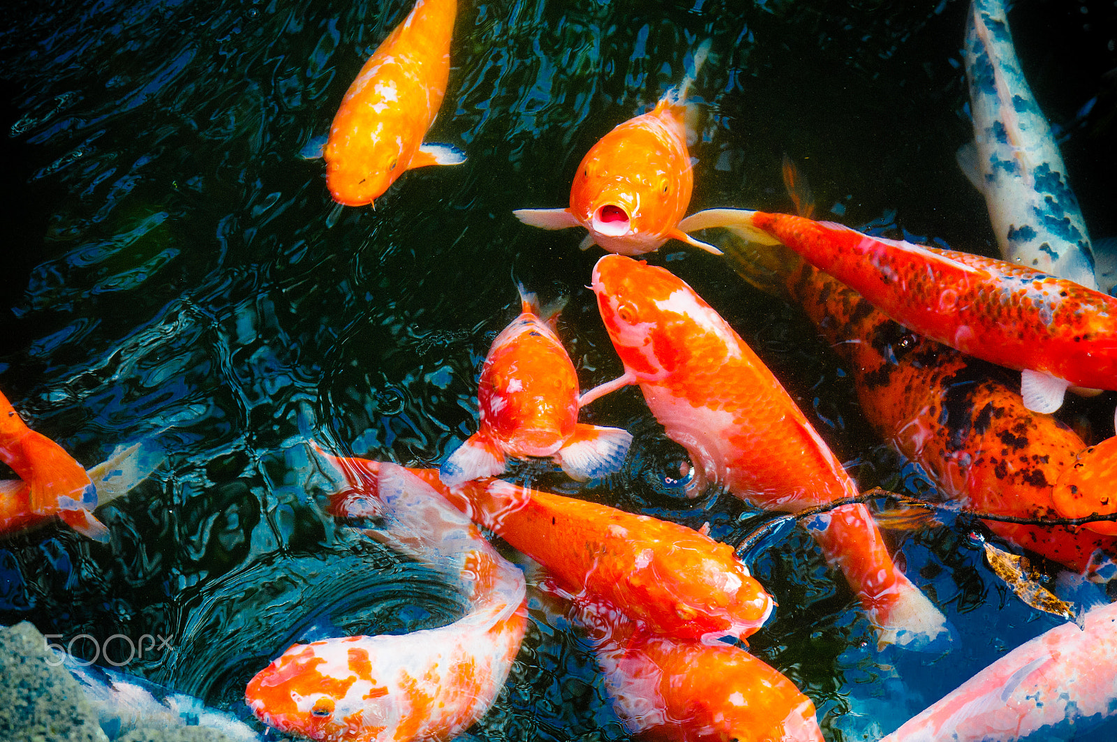 Nikon D300 sample photo. Fishes photography
