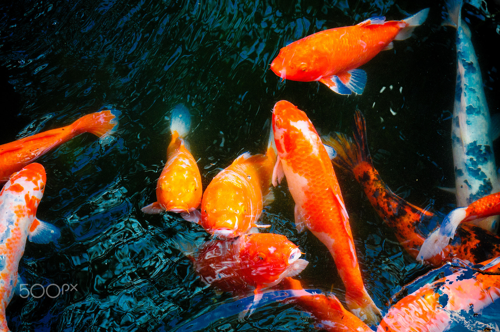 Nikon D300 sample photo. Fishes photography