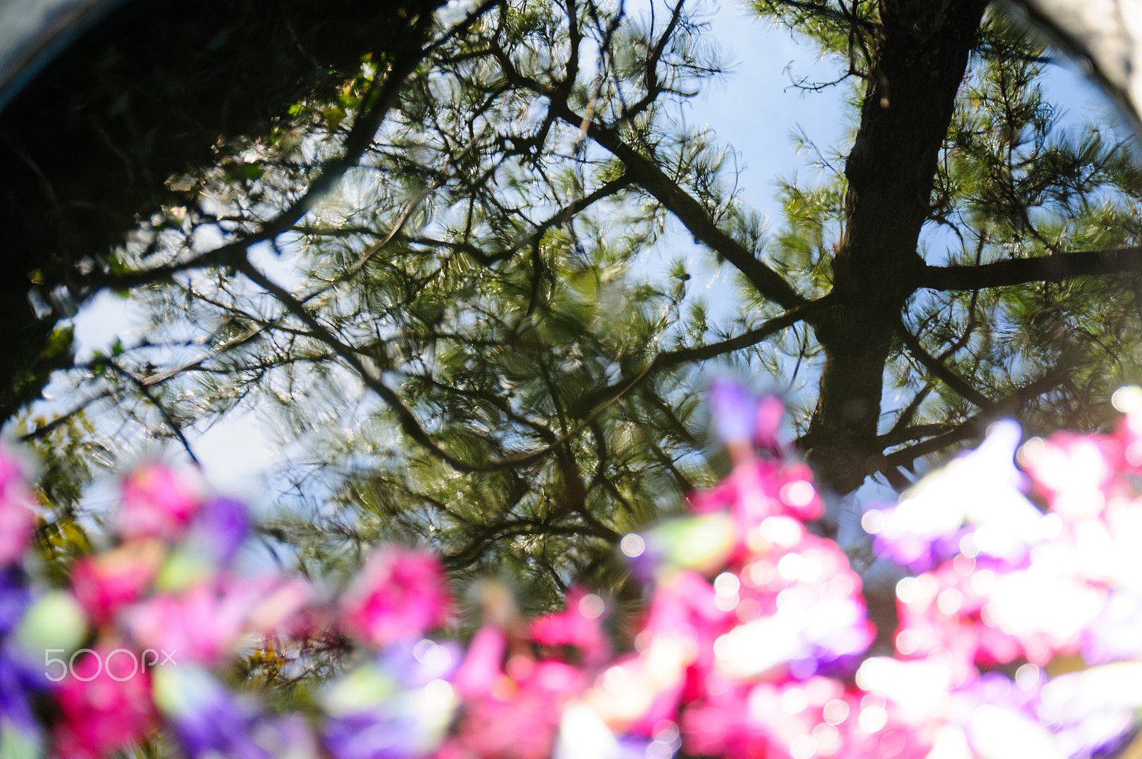 Nikon D300 sample photo. Reflected trees photography