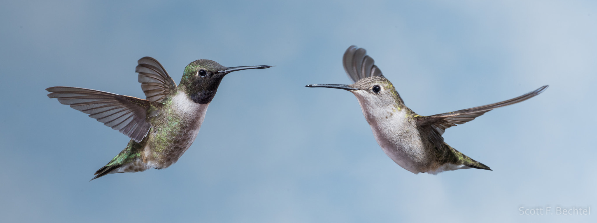 Nikon D810 sample photo. Black-chinned couple (photoshop) photography