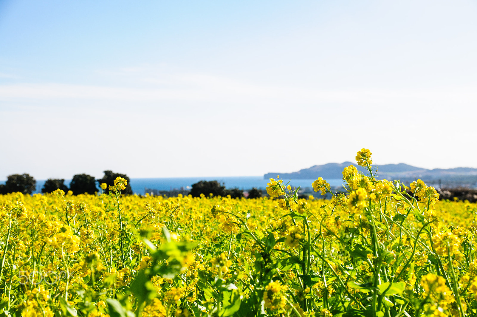 Nikon D300 sample photo. Rape flowers photography