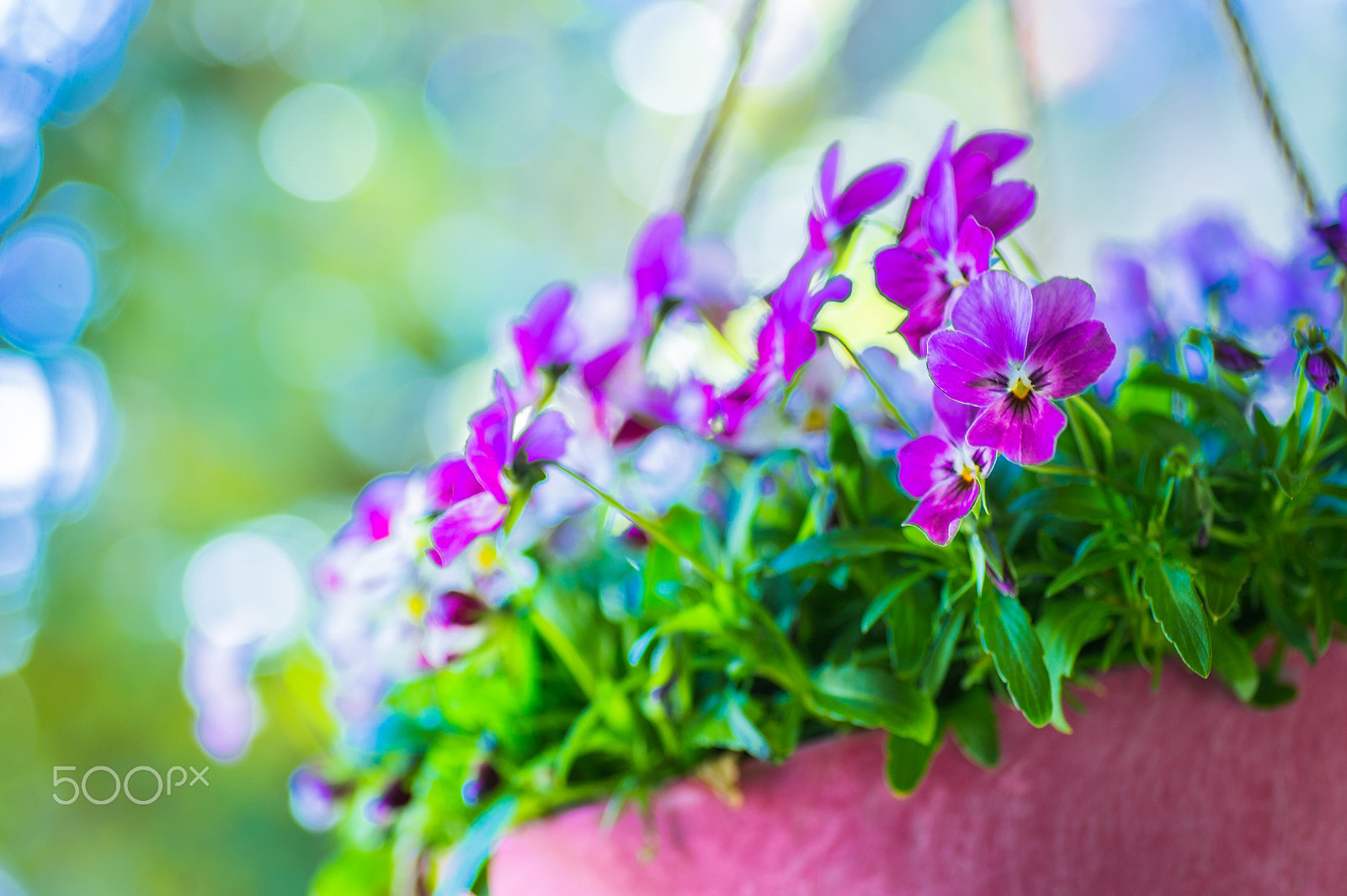 Nikon Df sample photo. Violet photography