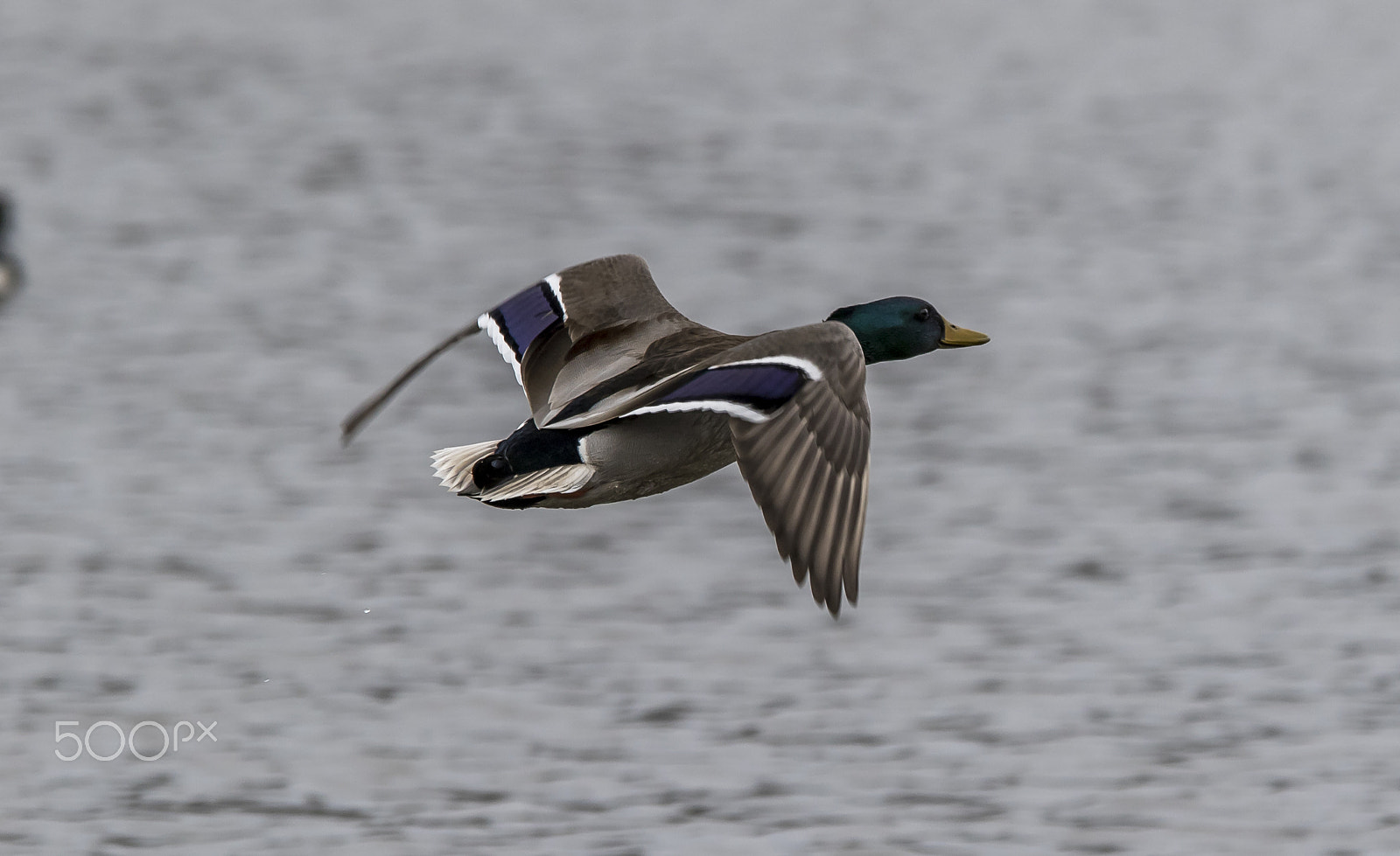 Sigma 70-200mm F2.8 EX DG OS HSM sample photo. Hatch pond mallard photography
