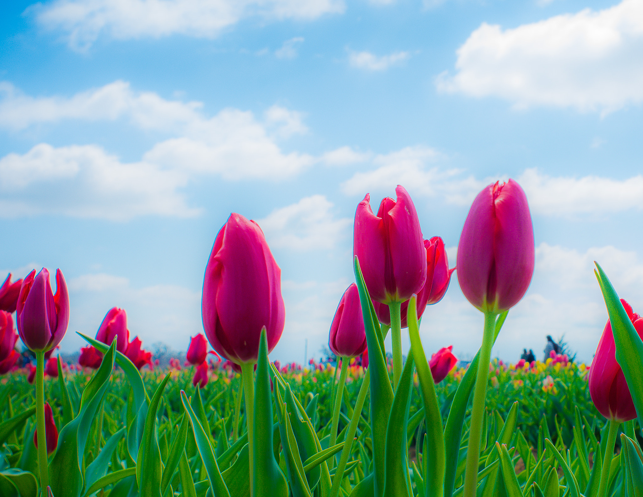 Nikon AF Nikkor 24mm F2.8D sample photo. Tulips under blue sky photography