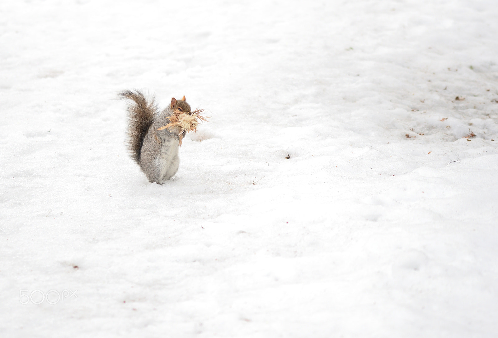 Sigma 105mm F2.8 EX DG OS HSM sample photo. Mouth full photography