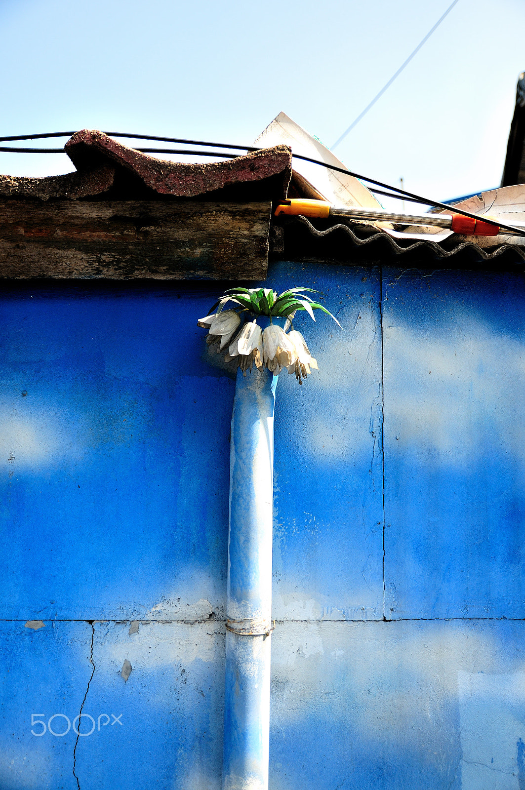 Nikon D300 sample photo. Pipe flower photography