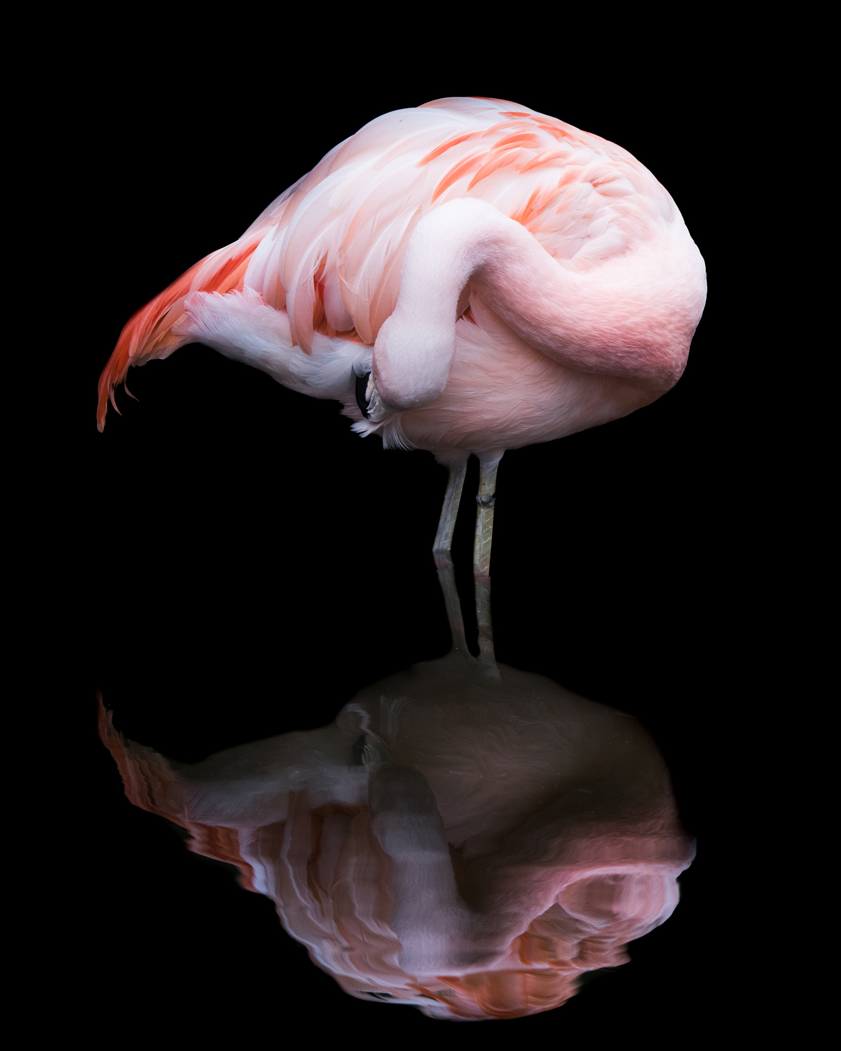 Nikon D810 sample photo. Chilean flamingo vii photography