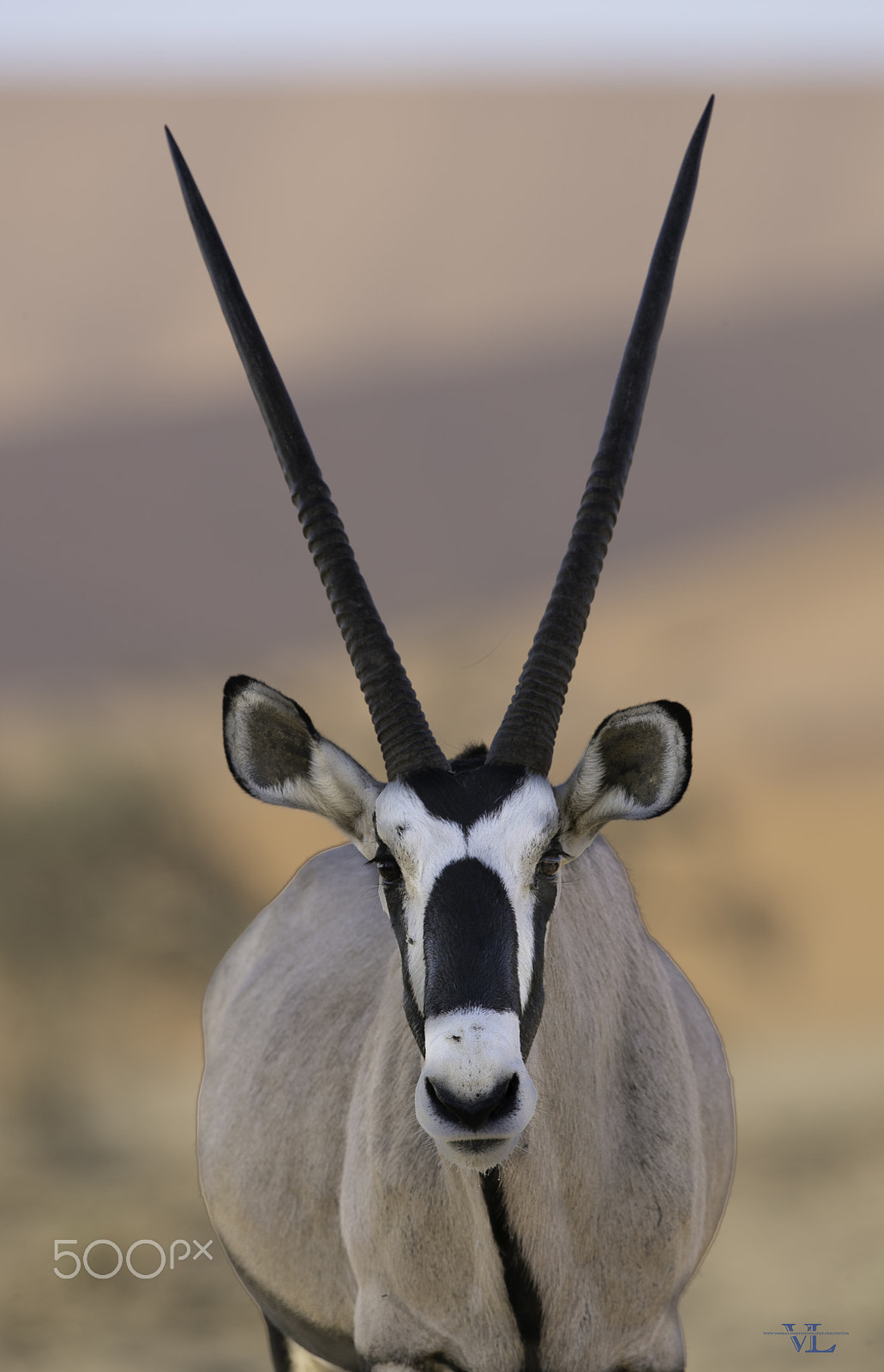 Canon EF 600mm F4L IS II USM sample photo. Oryx photography