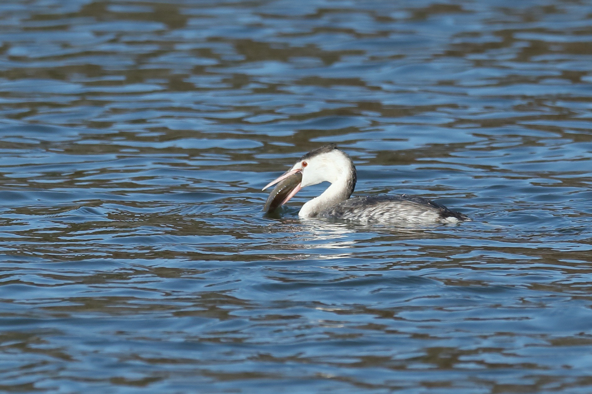 Canon EOS-1D X sample photo. カンムリカイツブリ great crested grebe photography