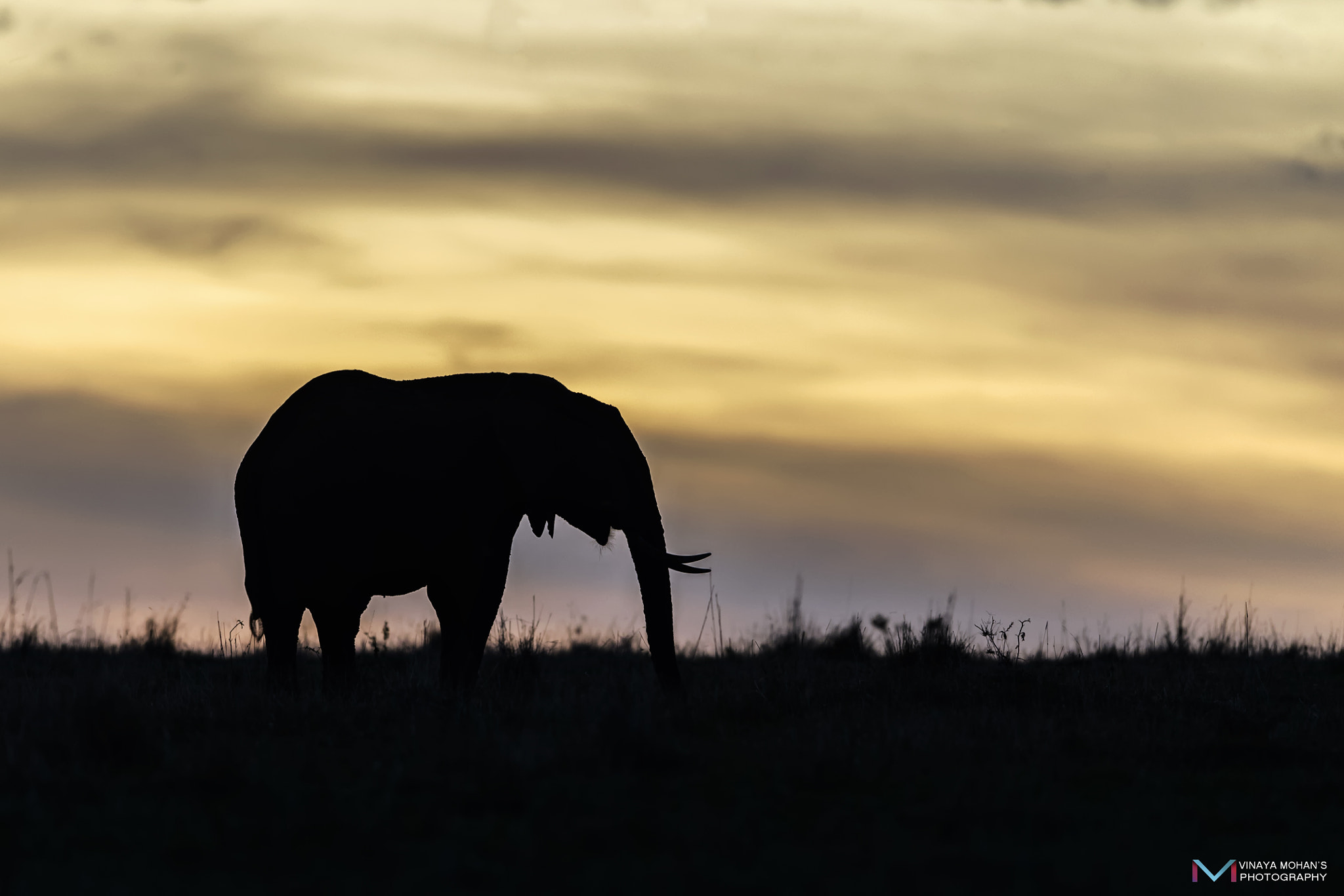 Nikon D5 + Nikon AF-S Nikkor 400mm F2.8E FL ED VR sample photo. Elephant photography