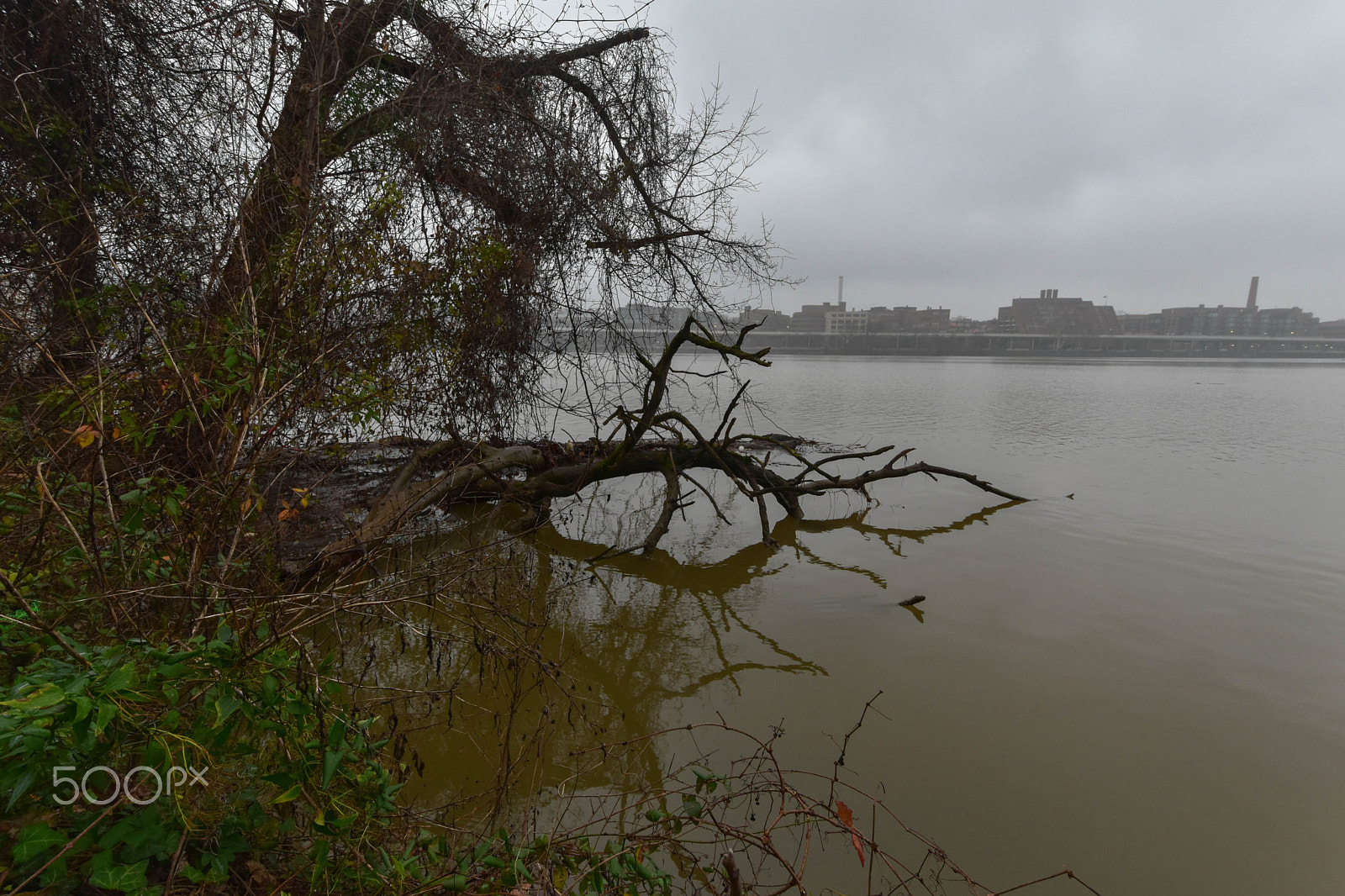 Nikon D5500 sample photo. On a foggy day: theodore roosevelt island photography