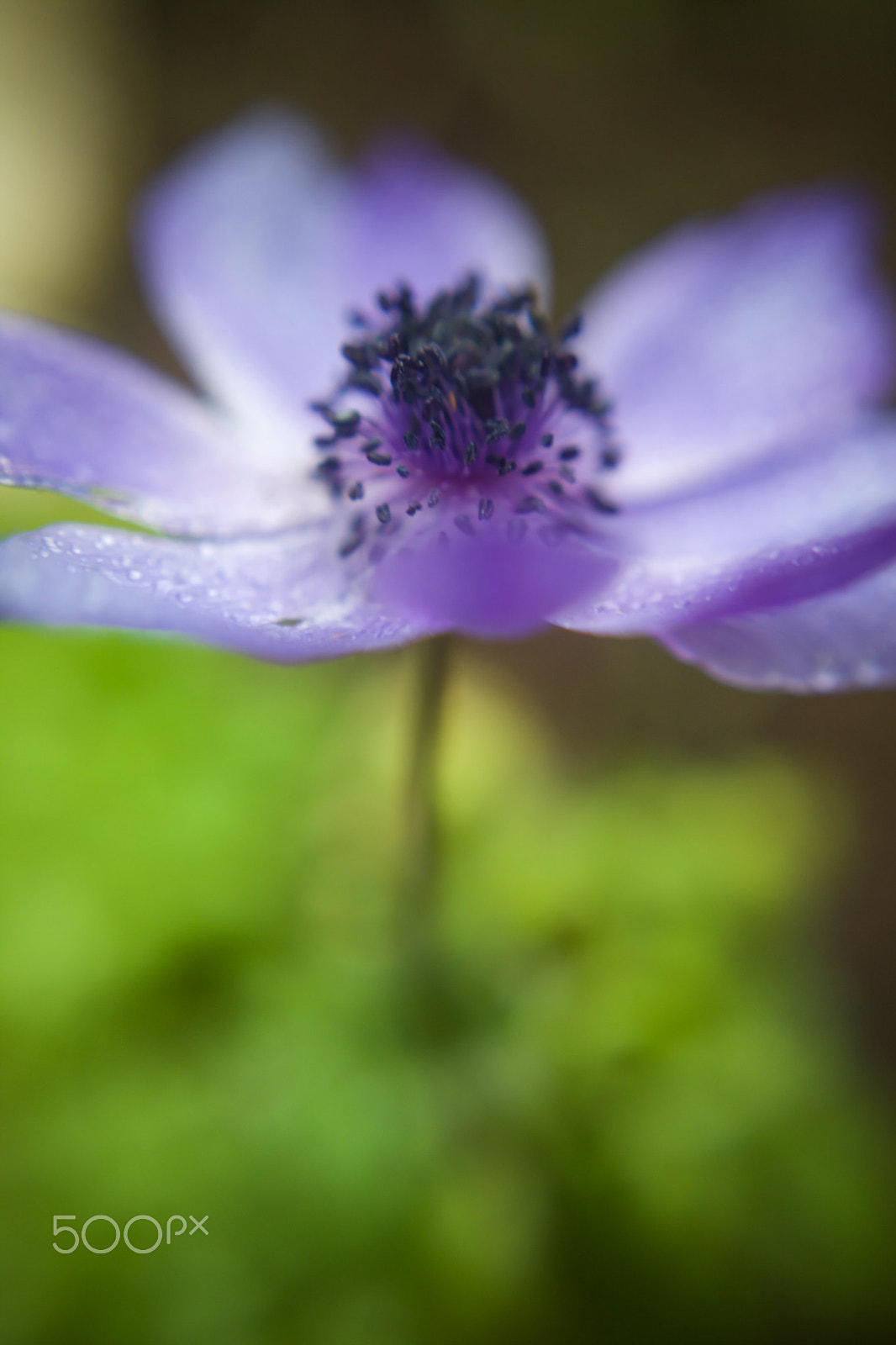 Canon EF 40mm F2.8 STM sample photo. De-li-cate photography