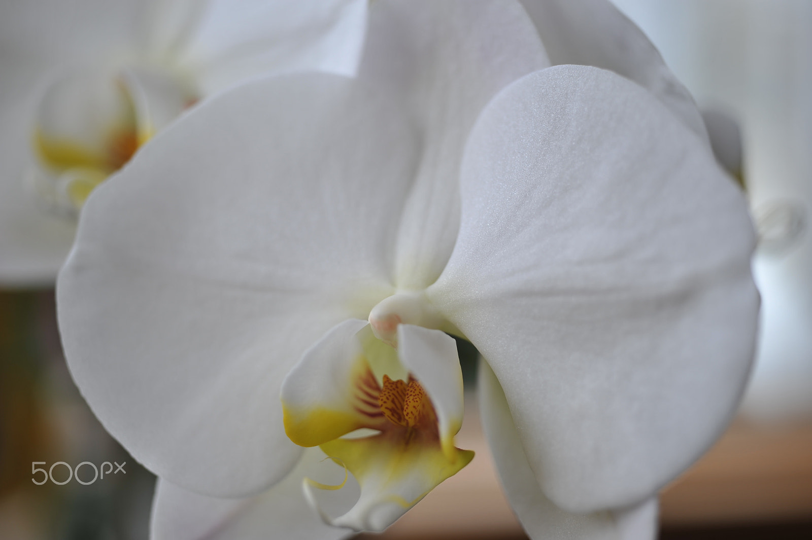 AF Micro-Nikkor 55mm f/2.8 sample photo. Orchids photography