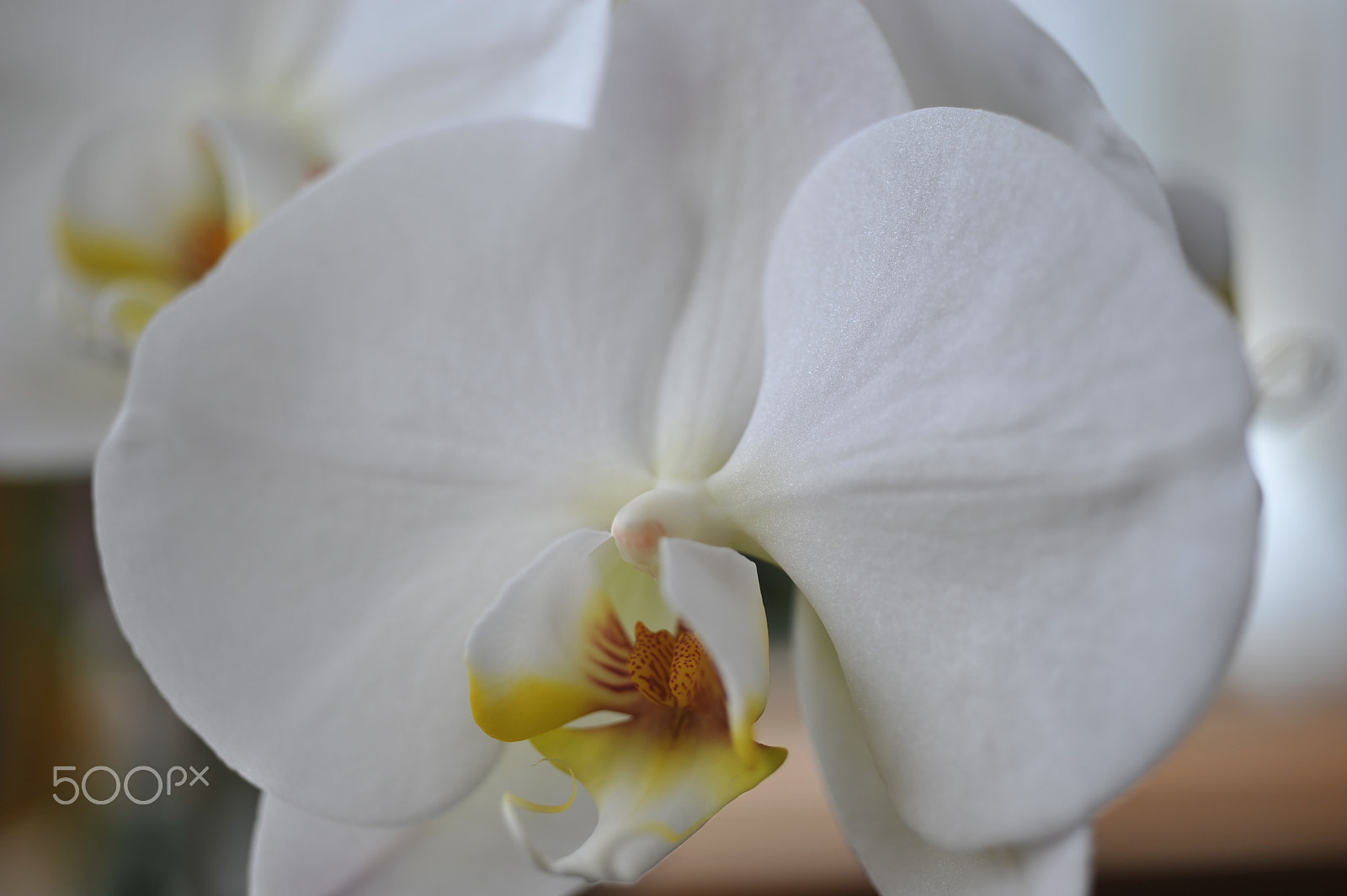 Nikon D700 + AF Micro-Nikkor 55mm f/2.8 sample photo. Orchids photography