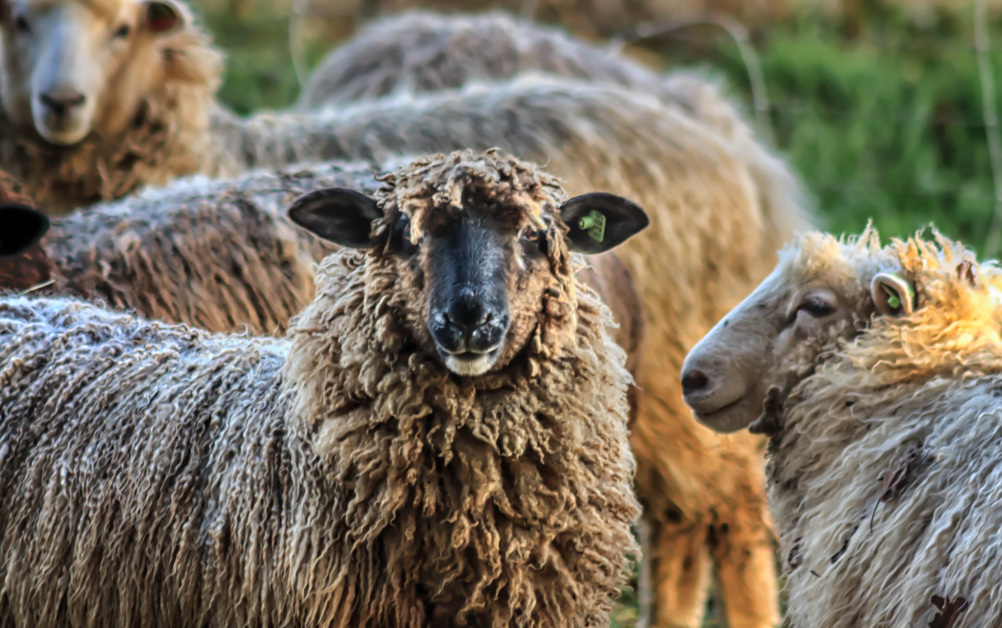Canon EF 75-300mm F4.0-5.6 IS USM sample photo. Sheep photography